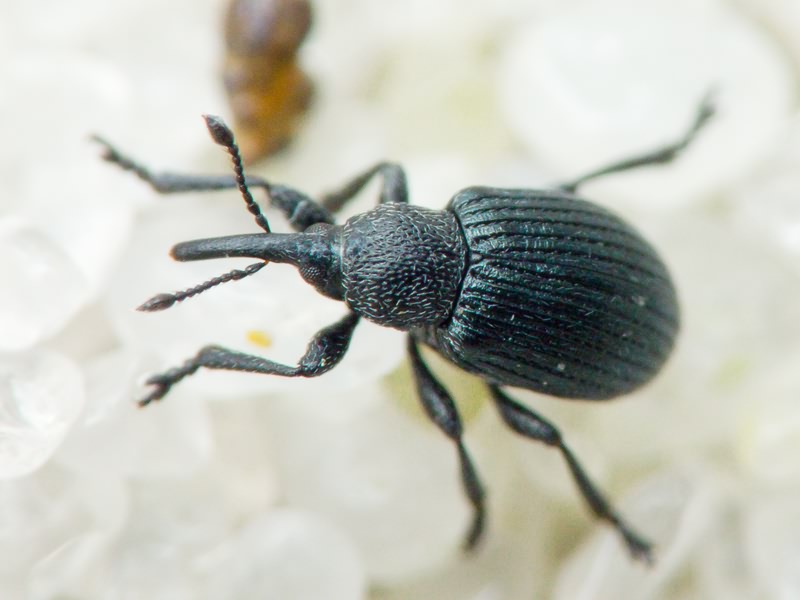 Omphalapion hookerorum (Kirby, 1808)